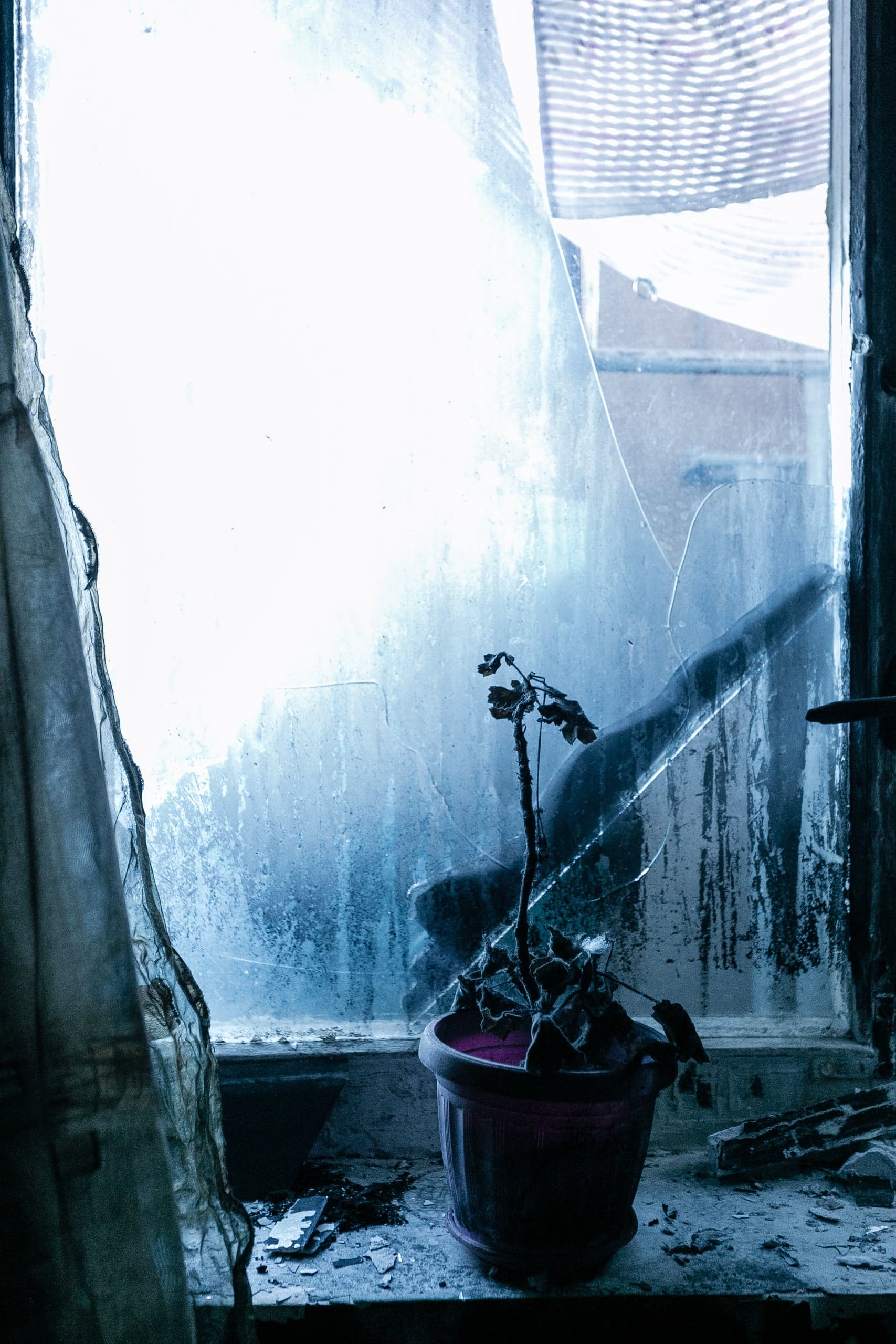 Увядшее растение в горшке на грязном подоконнике перед треснувшим окном.