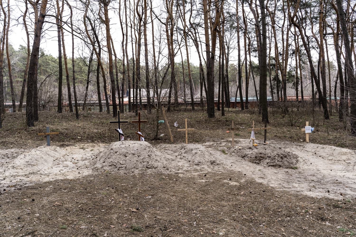 Временные могилы с земляными насыпями и деревянными крестами в лесу.